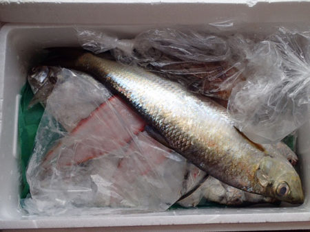 岡山の豊栄水産から届いた魚を食べる